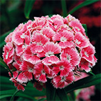 bicolor