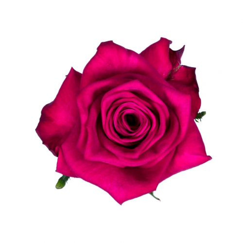 purple power