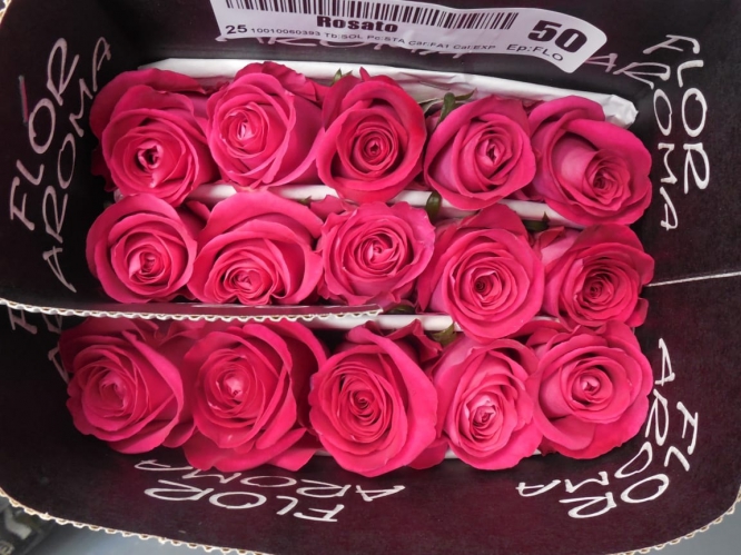 rosato