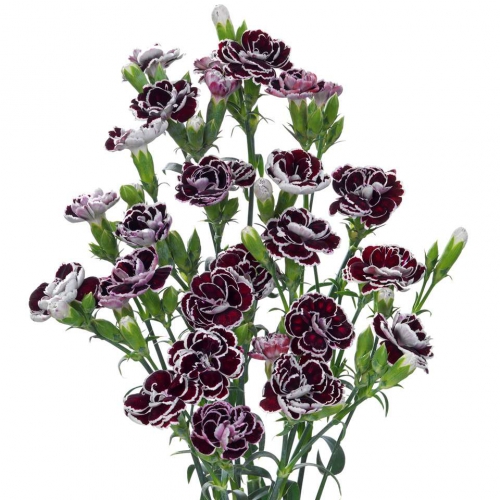 black jack*