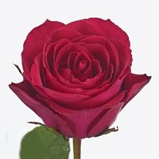 madam cerise