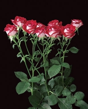 red hero*