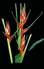 ortotricha escarlata