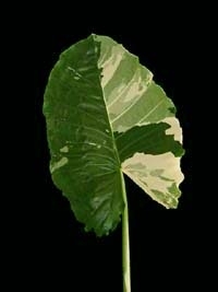 alocacia.bicolor