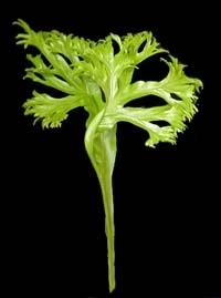 lettuce fern
