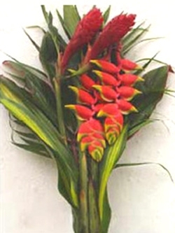 bq 48 carioca
