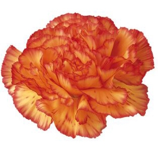 Ivonne Orange