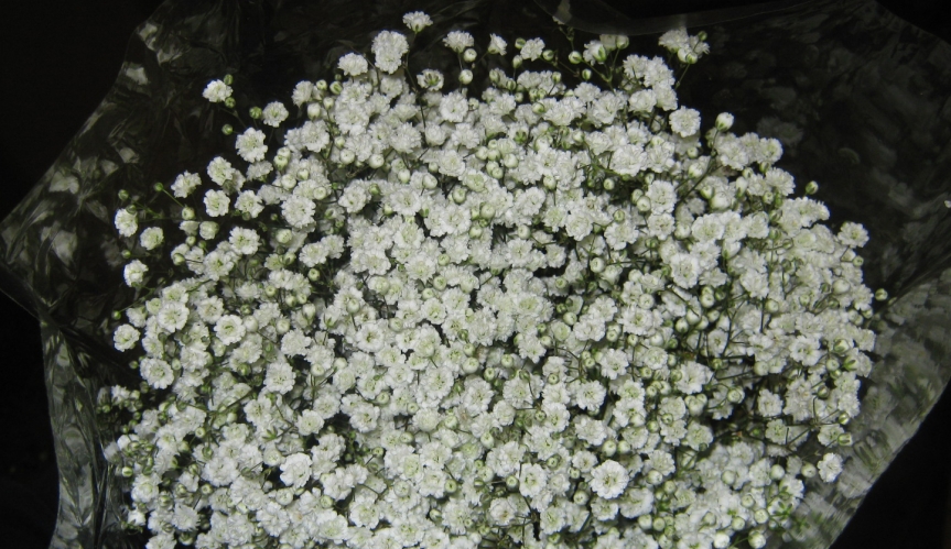 blossom