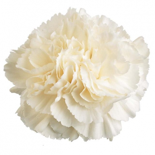 White Liberty