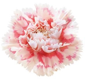 Nobbio Pink Delight