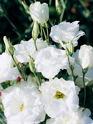 lisianthus white