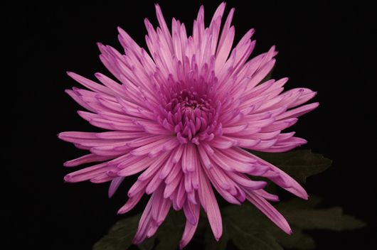 delistar lilac