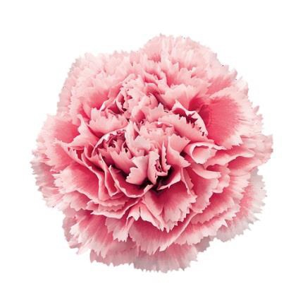 Nobbio Pink Gelato