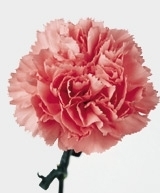 Pink Nelson
