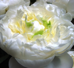 Duchesse de nemours