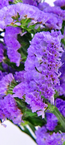 statice lavender