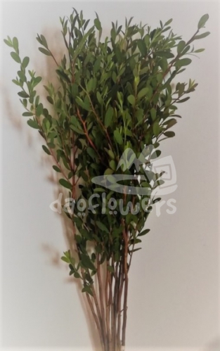 leptuspermum