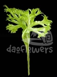 lettuce fern