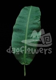 musa leaf