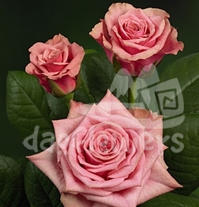 pink florence