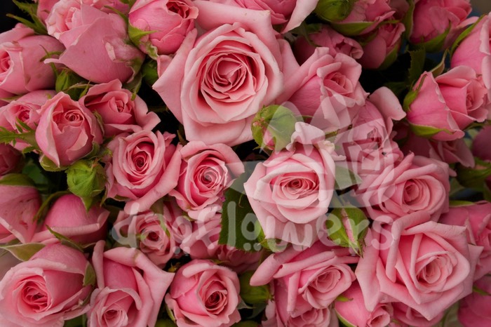 rose pink folies*